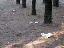 Here you can see the scattered growth pattern. Here you can see the scattered growth pattern.